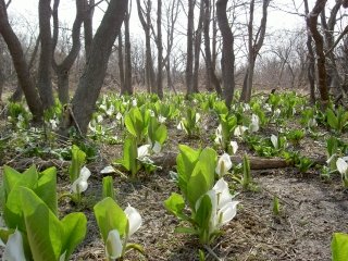 水芭蕉ハントの季節です お家についてのお役立ち住宅ブログ 株式会社ロゴスホーム